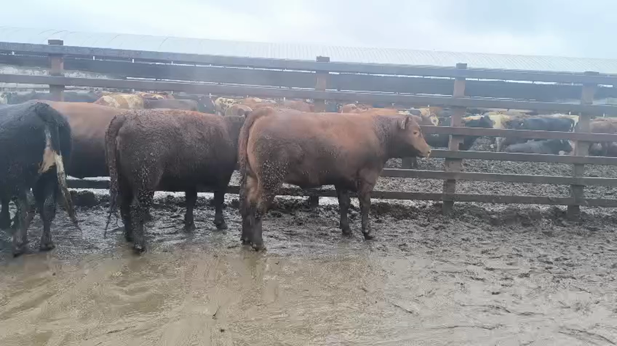 Lote 20 Vaquilla Gorda en Los Ángeles, VIII Región Biobío