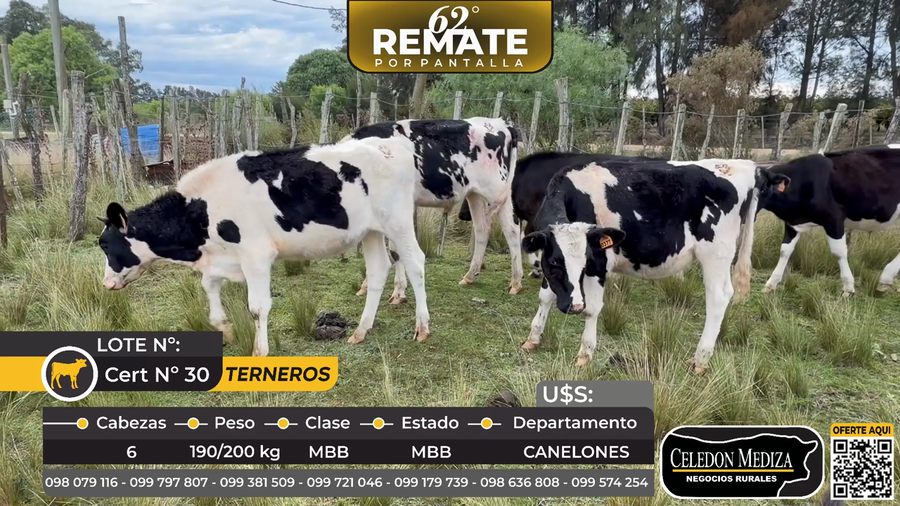 Lote 6 Terneros en ruta 64, a 9 km de  Canelones