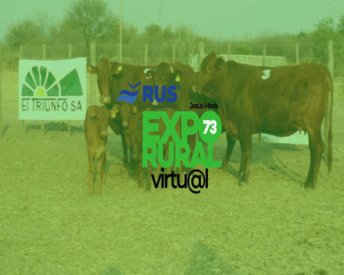 Lote VACA BR C/TERNERO BONSMARA