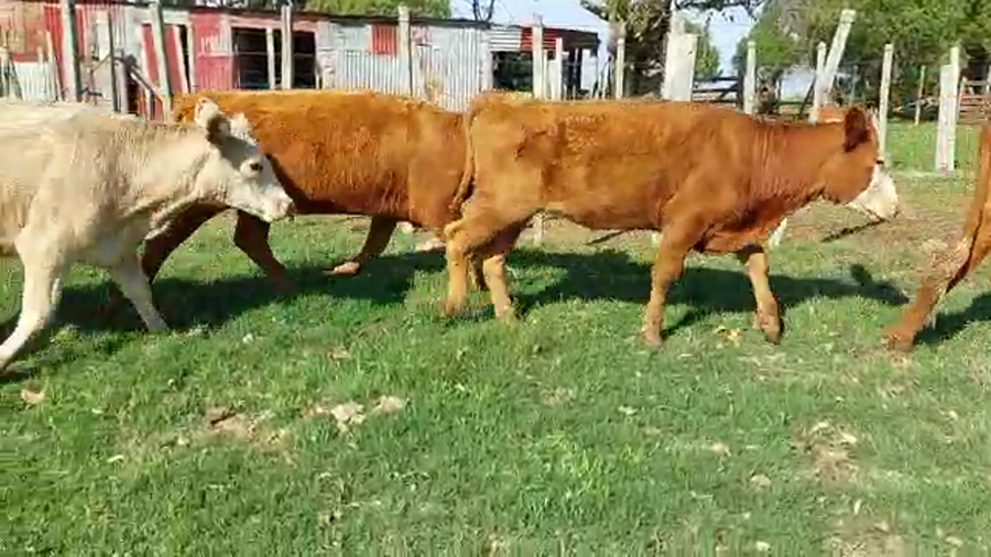 Lote 20 Vaquillonas Angus Coloradas y caretas