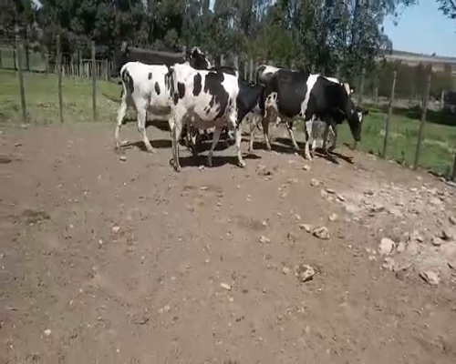 Lote Vaquillonas