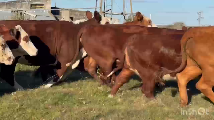Lote 35 Vacas faena