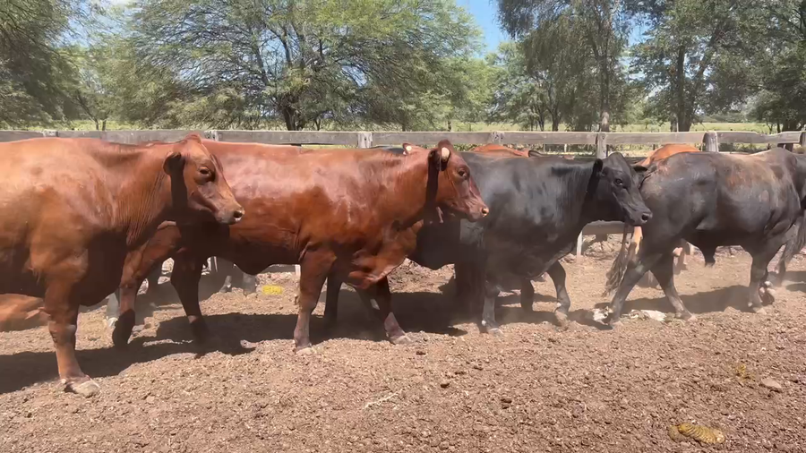 Lote 30 Toros de invernar en Juan José Castelli, Chaco