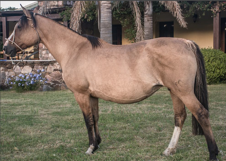 Lote FLECHAZO DE LA SIERRA