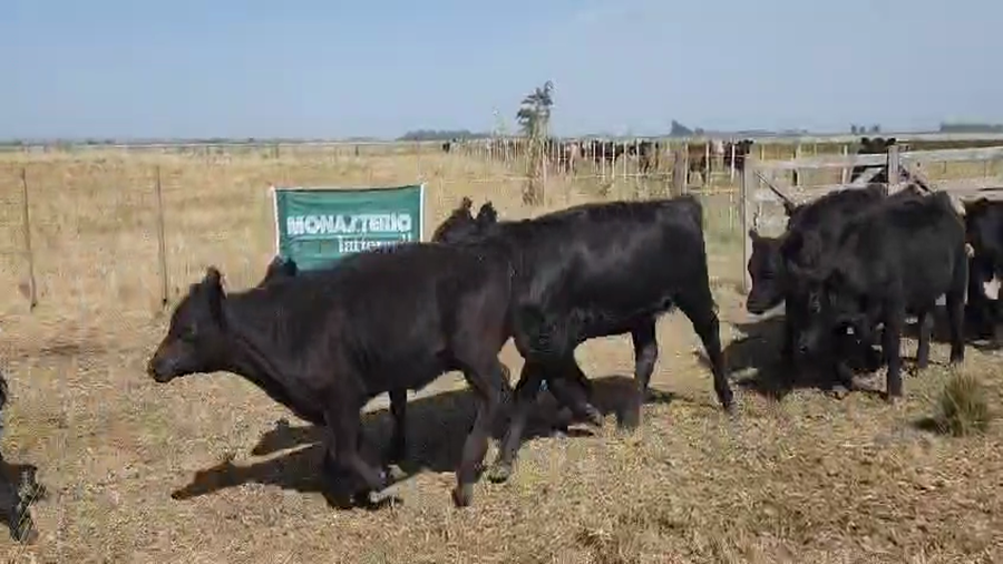 Lote 66 Terneros/as en Tandil
