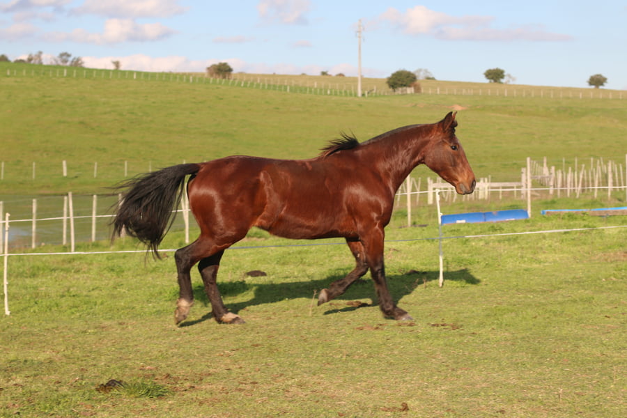 Lote SANTA GLORIA SANGRE FRIA