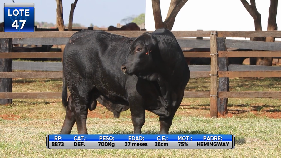 Lote TOROS BRANGUS  -LOTE 47