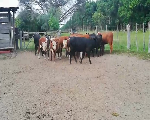 Lote 24 Terneras en Concordia, Entre Ríos