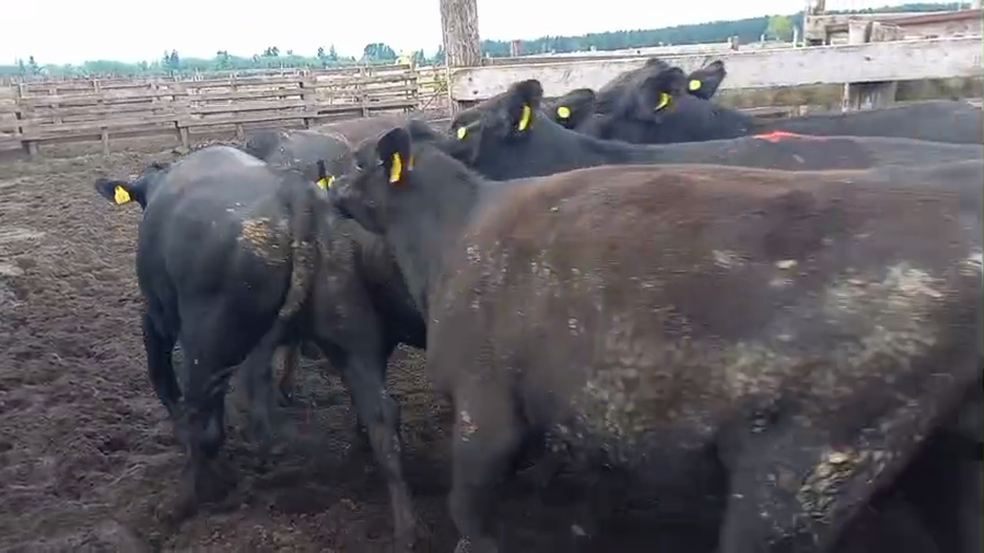 Lote 40 Vaquilla Gorda en Cabrero, VIII Región Biobío