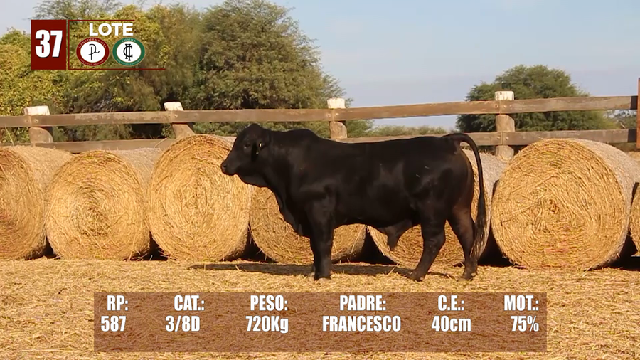 Lote Lote 37