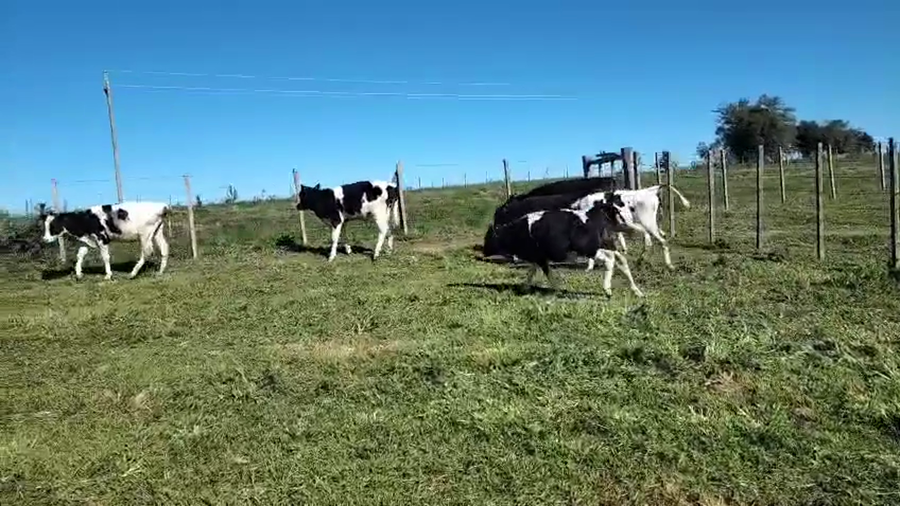 Lote 6 Terneros y Terneras a remate en Pantalla Camy, San José