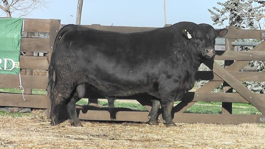 Lote TORO ANGUS PP