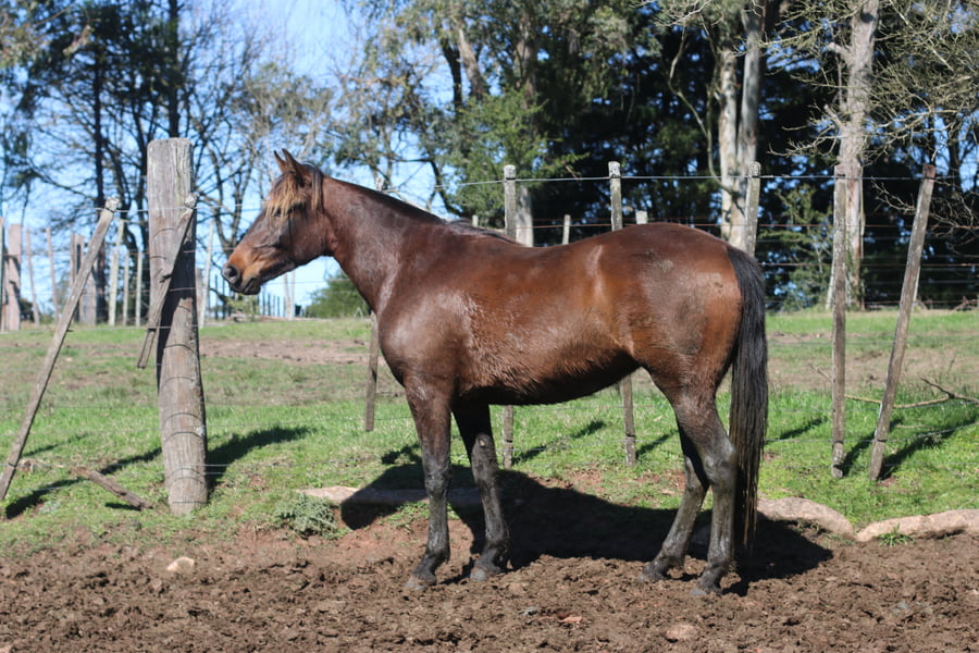 Lote SANTA GLORIA OLVIDADA
