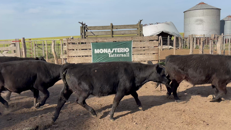 Lote 64 Novillitos EN RIVERA