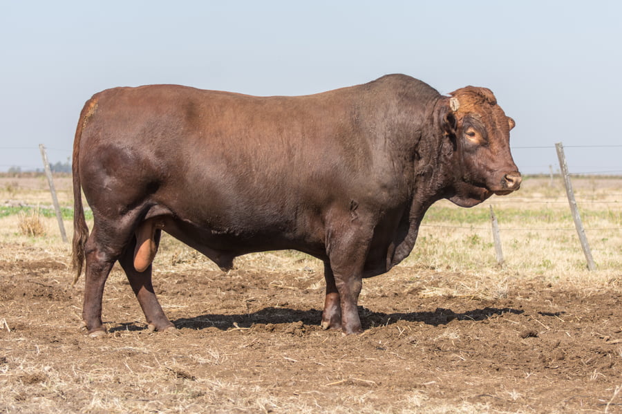 Lote Toro Cabaña Los Vicente (RP408)