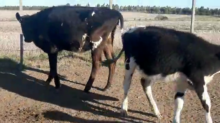 Lote 12 Terneras cruzas