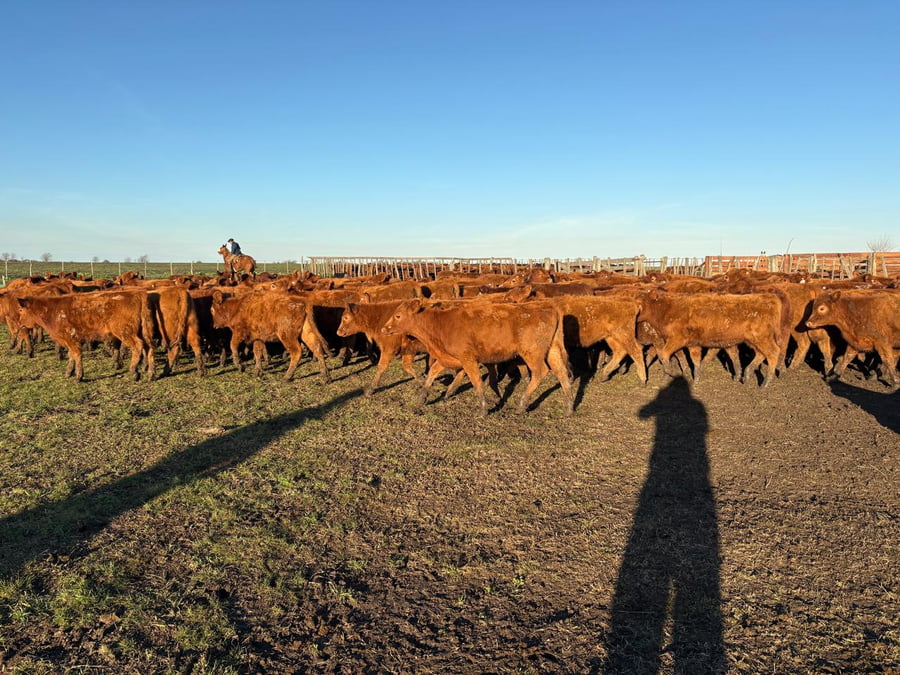 Lote 60 Terneras en Entre Ríos, Villaguay