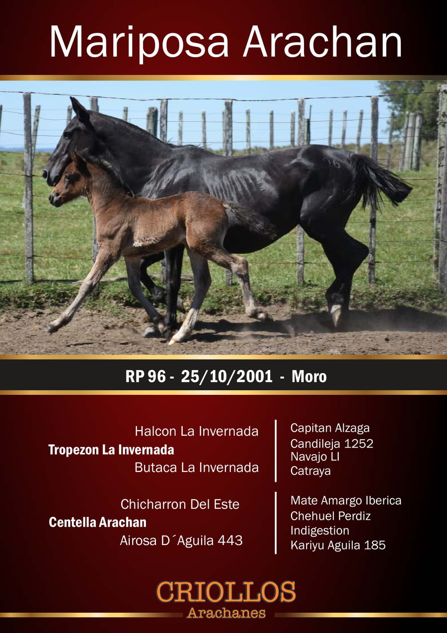 Lote Mariposa Arachán - RP 96