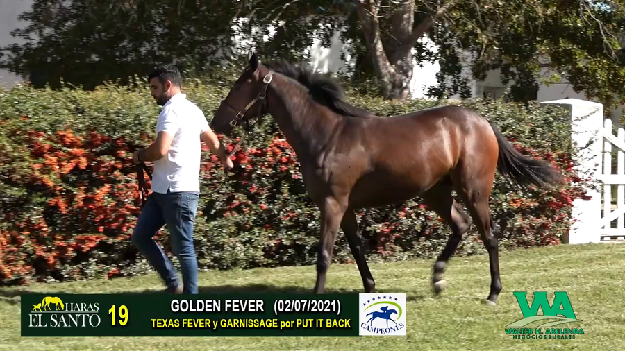 Lote GOLDEN FEVER