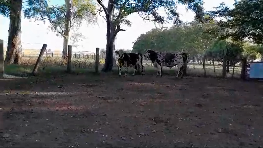 Lote Toros NO a remate en 1° Remate Virtual BALTASAR BRUM 800kg -  en PALMA SOLA, 15 KM DE B. BRUM, 20 KM DE RUTA 3