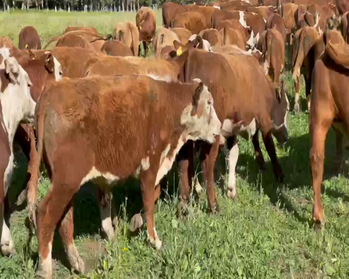 Lote 65 Novillo Engorda en Coyhaique, XI Región Aysén