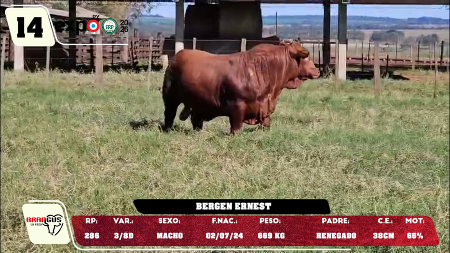 Lote LOTE 14