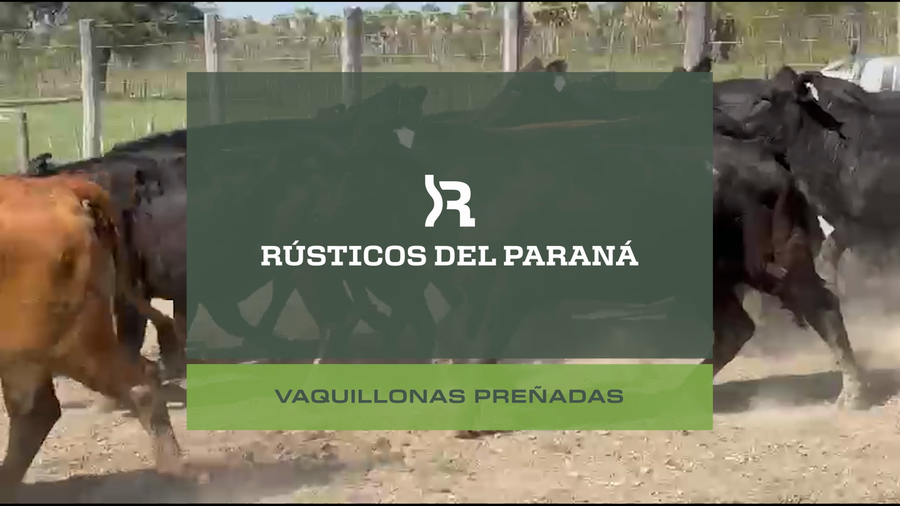 Lote VAQUILLONAS PREÑADAS