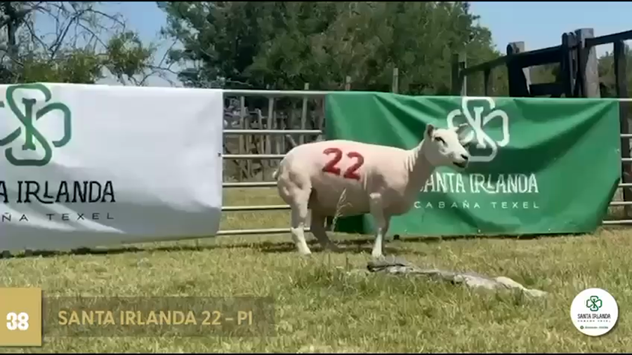 Lote Borregas a remate en Texel Don Amilcar y Villa Olivar, Florida