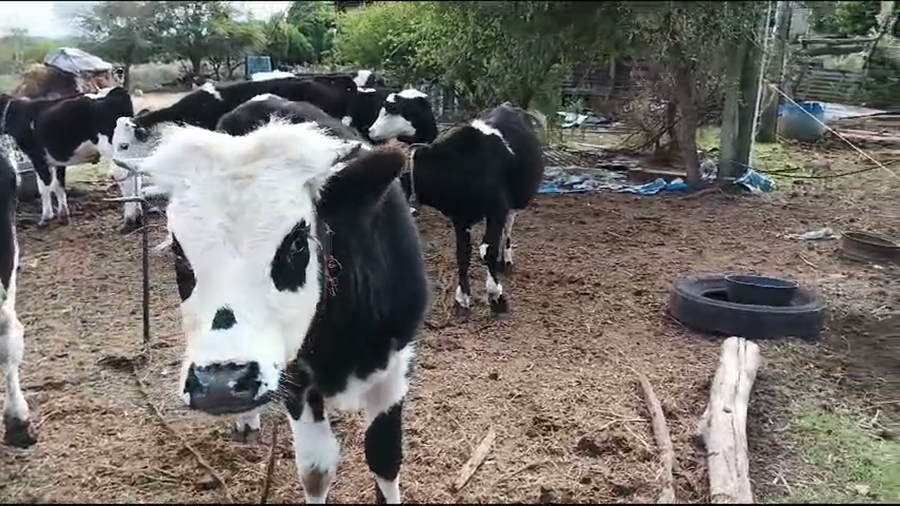 Lote 18 Terneros Holando y Pampas Negros a remate en Pantalla Camy en Liberta