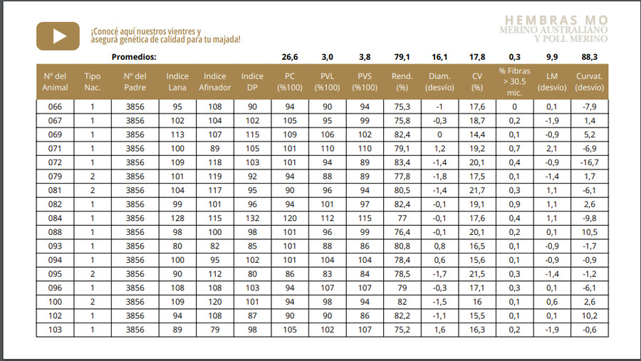 Lote Vientres tatuadas MO