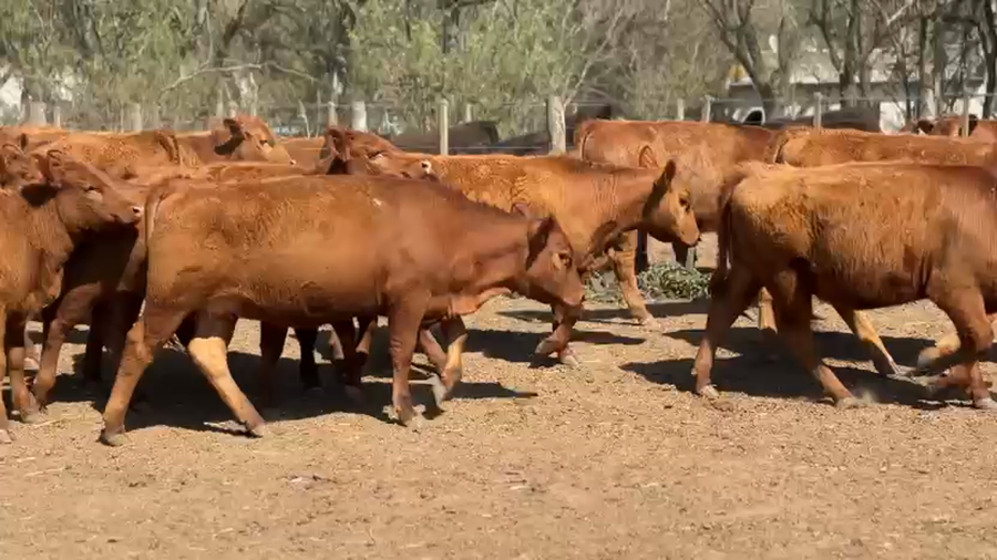 Lote 20 Vaquillonas en Laboulaye, Córdoba