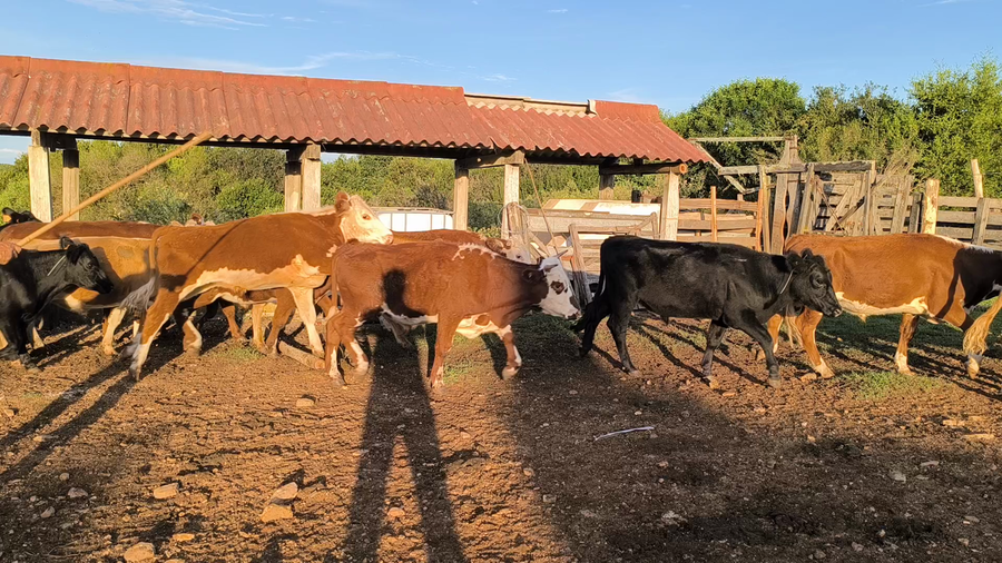Lote 66 Novillos 2 a 3 años en Cerro Largo, Cerro de las Cuentas