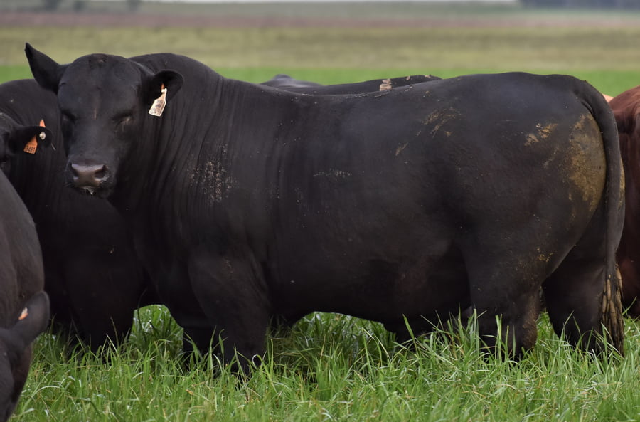 Lote Toros  Recomendados 2 años