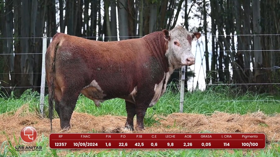 Lote Lote 22