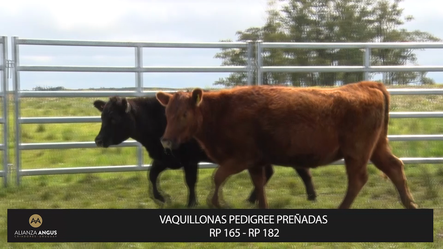 Lote VAQUILLONAS PEDIGREE PREÑADAS