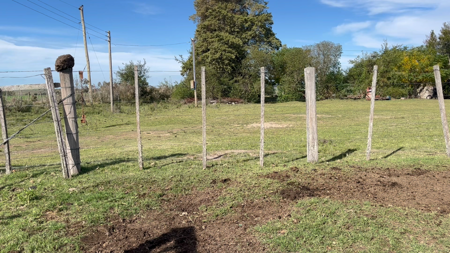 Lote NOVILLOS 1 a 2 AÑOS