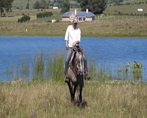 Lote STREAKIN PRINCESS EAST COLT