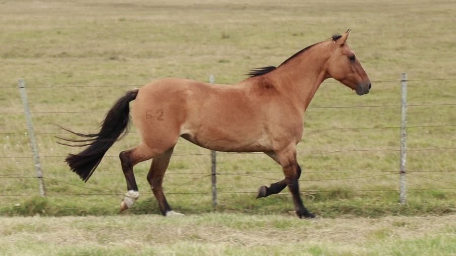 Lote Vaquillonas Holando Preñadas, en Christophersen, Sta Fe