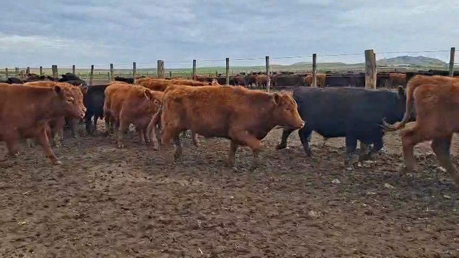 Lote 134 Novillitos en Buenos Aires, Tandil