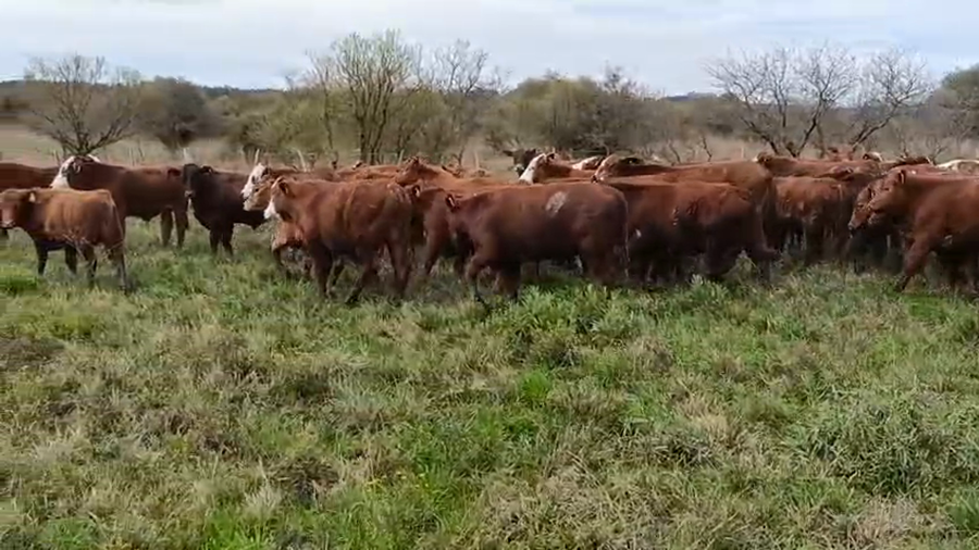 Lote 104 Terneros