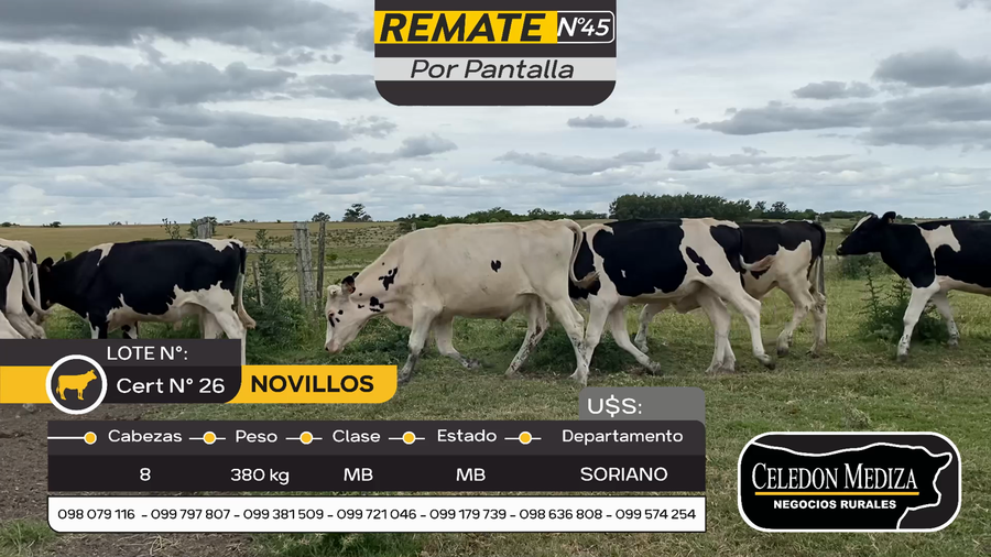 Lote 8 Novillos en Otra Localidad, Soriano