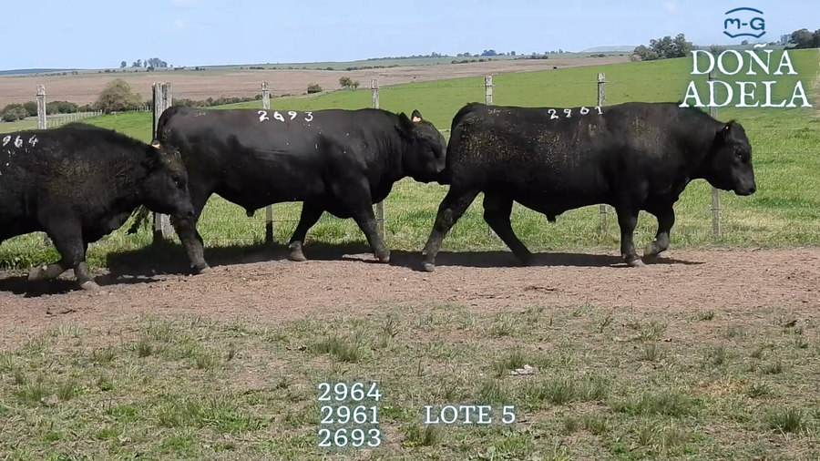 Lote TOROS ABERDEEN ANGUS