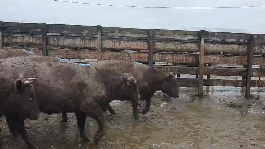 Lote 20 Vaquilla Gorda en Los Ángeles, VIII Región Biobío