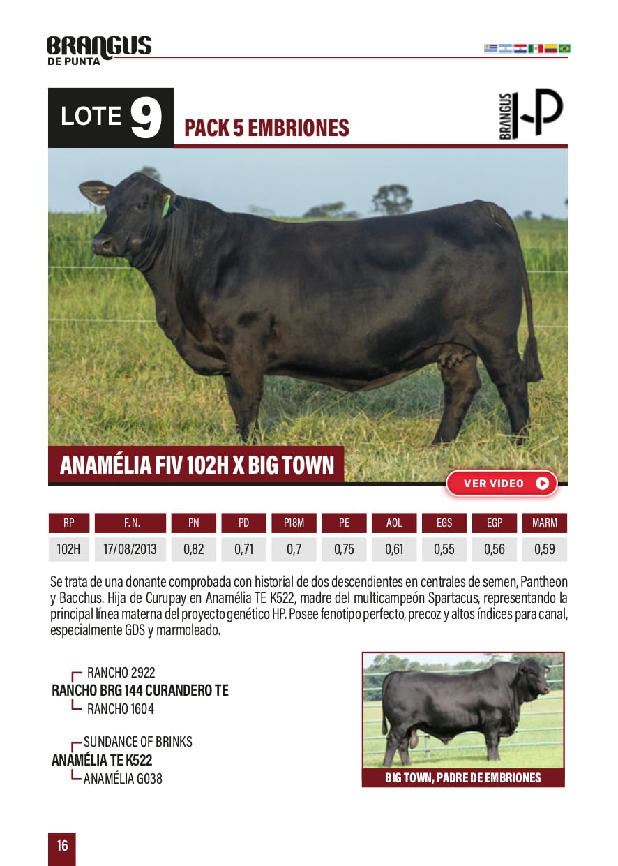 Lote PACK 5 EMBRIONES ANAMÉLIA FIY 1O2H X BIG TOWN