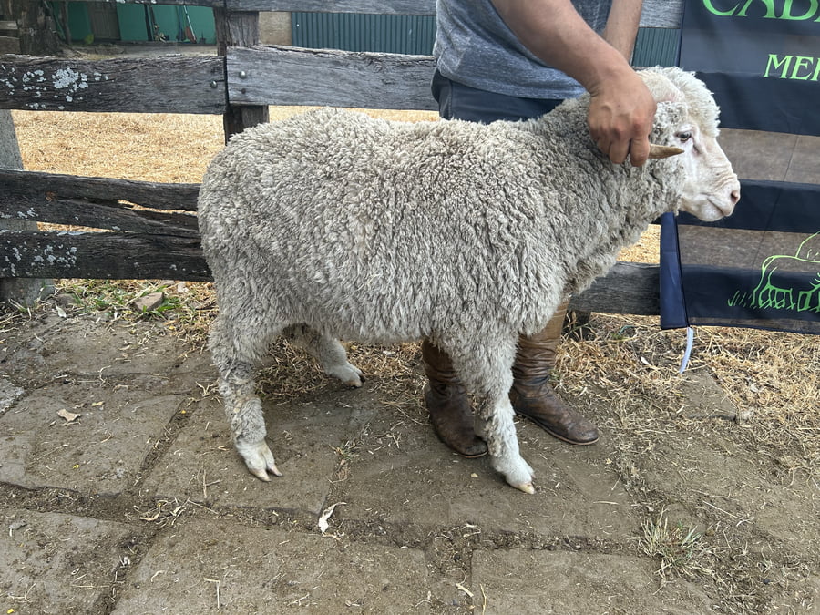 Lote Borrego 2D (MO: Si)
