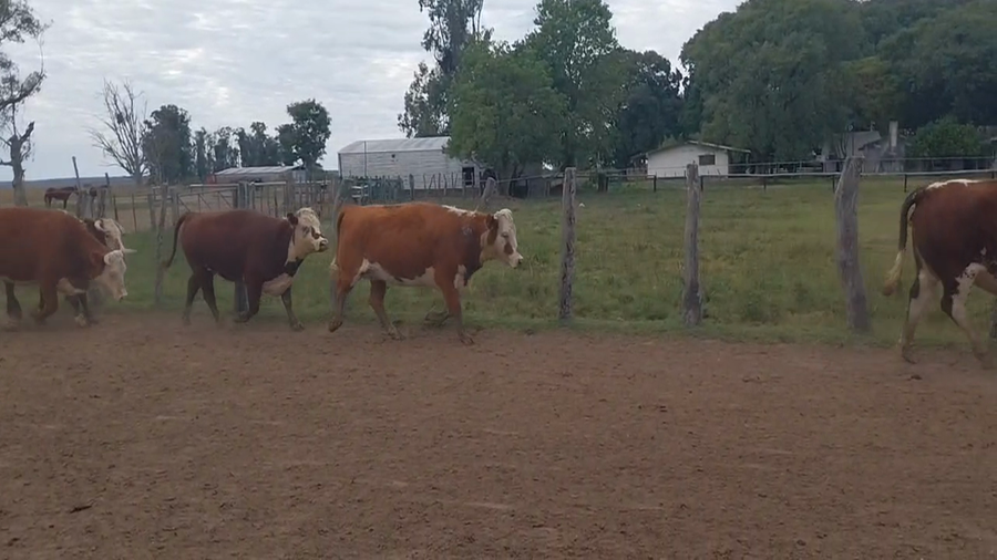 Lote 35 Vientres con Crías y Preñados en Corrientes, Paso de Los Libres