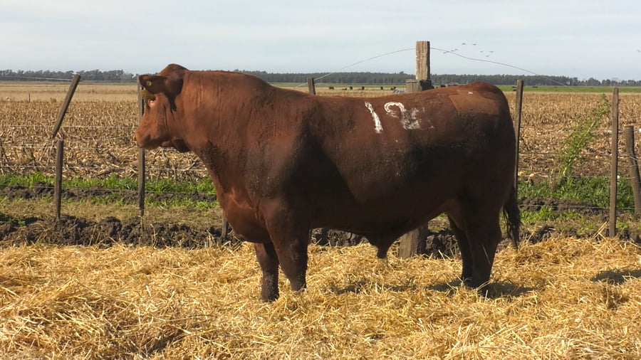 Lote Toros PC Colorado