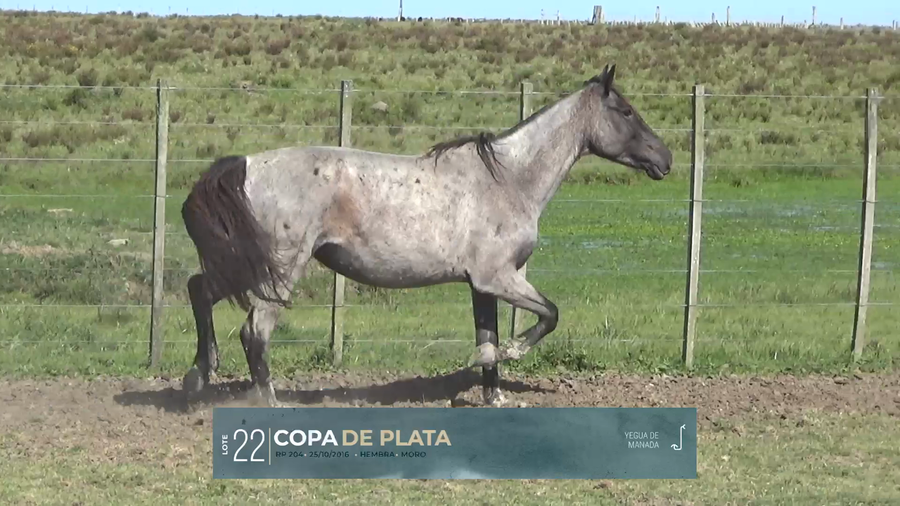 Lote Yeguarizos a remate en Criollos, Montevideo