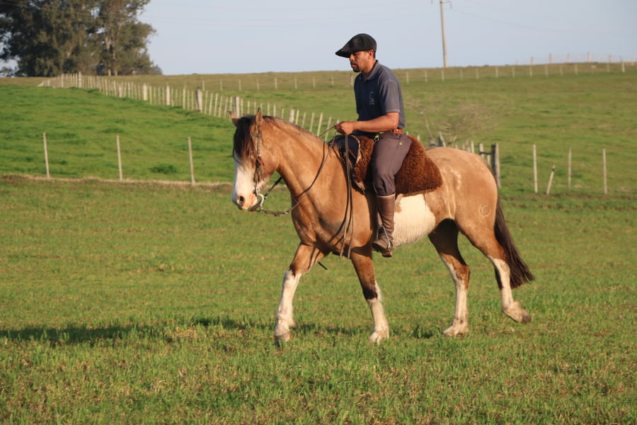 Lote LLAMARADA DEL CONVENTOS