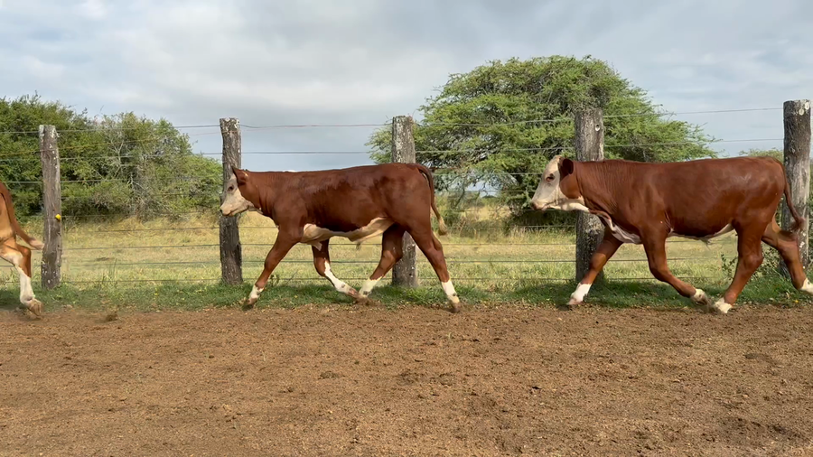 Lote 56 Terneros